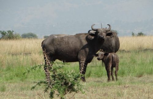 Mother Buffalo and Calf