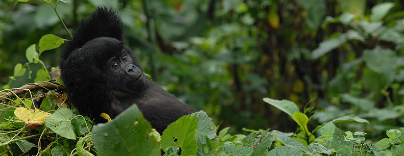 Uganda Gorilla safari tour