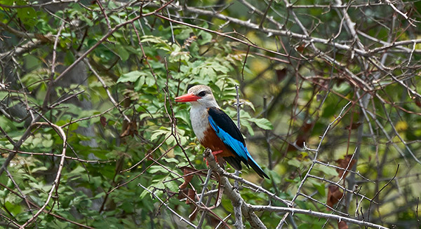 Uganda Bird Watching Tours