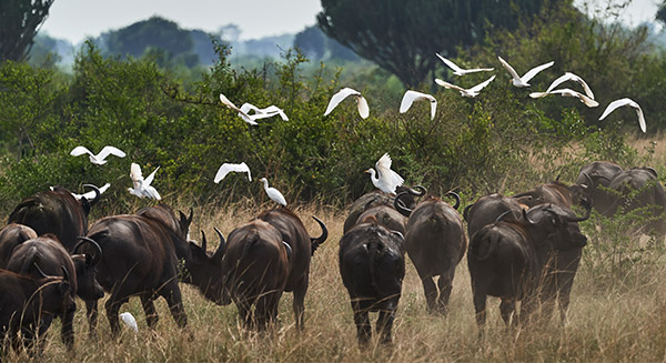 Uganda Birding