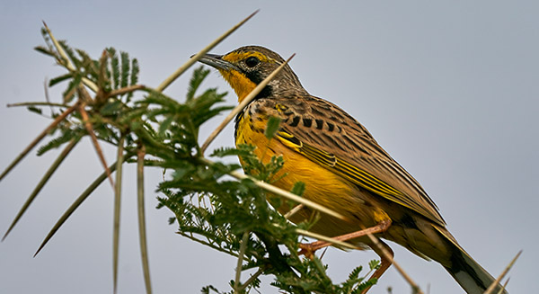 Uganda birding Adventures