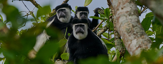 KIbale-Primates-Safaris