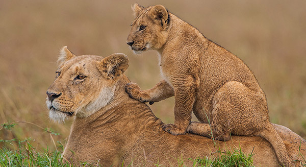 Masai_mara